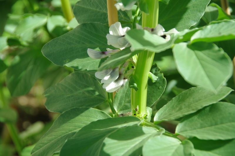 BROAD BEANS