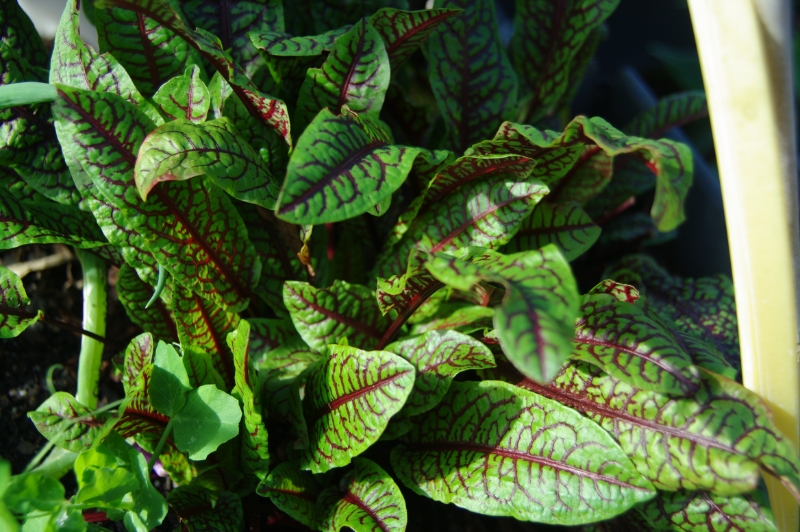 VARIEGATED SORREL