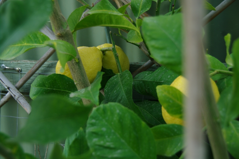 THREE LISBON LEMON TREES...CAN YOU EVER HAVE TOO MANY LEMONS?